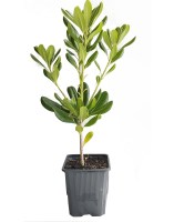 pitosporum tobira planta